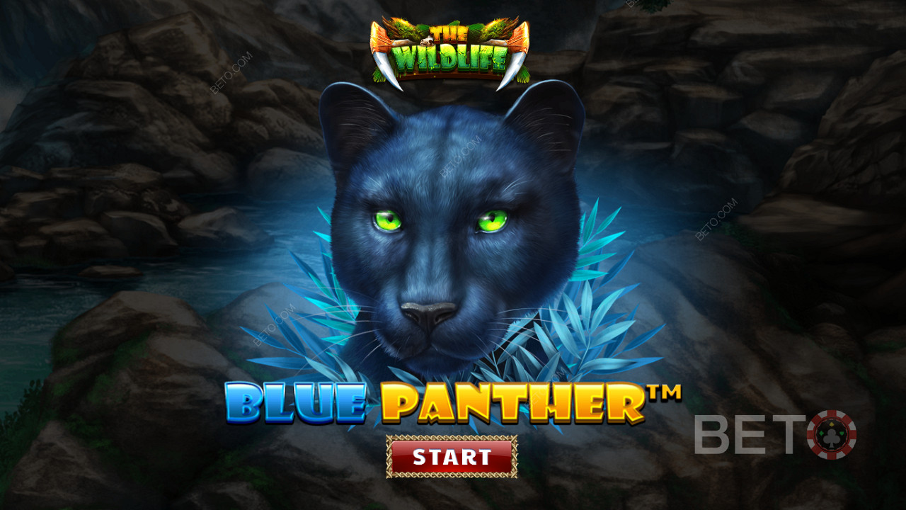 Vaguear pela selva entre os animais nocturnos da fenda do Pantera Azul