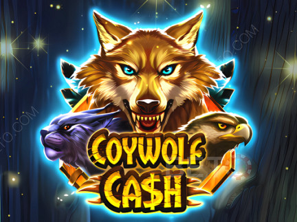 Coywolf Cash Demonstração