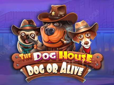 The Dog House - Dog or Alive Demonstração