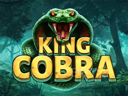 King Cobra Demonstração