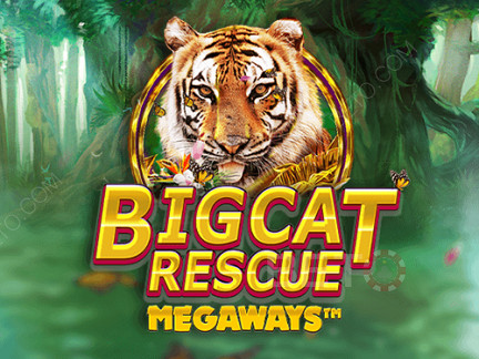 Big Cat Rescue Megaways Demonstração